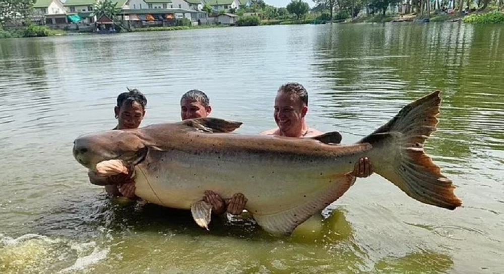 bagre-gigante-pesca-tailandia-19122022163808744